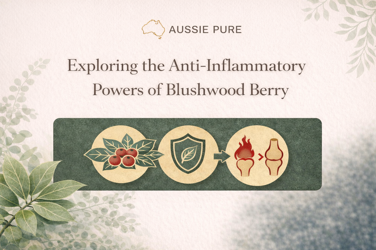 Exploring the Anti-Inflammatory Powers of Blushwood Berry