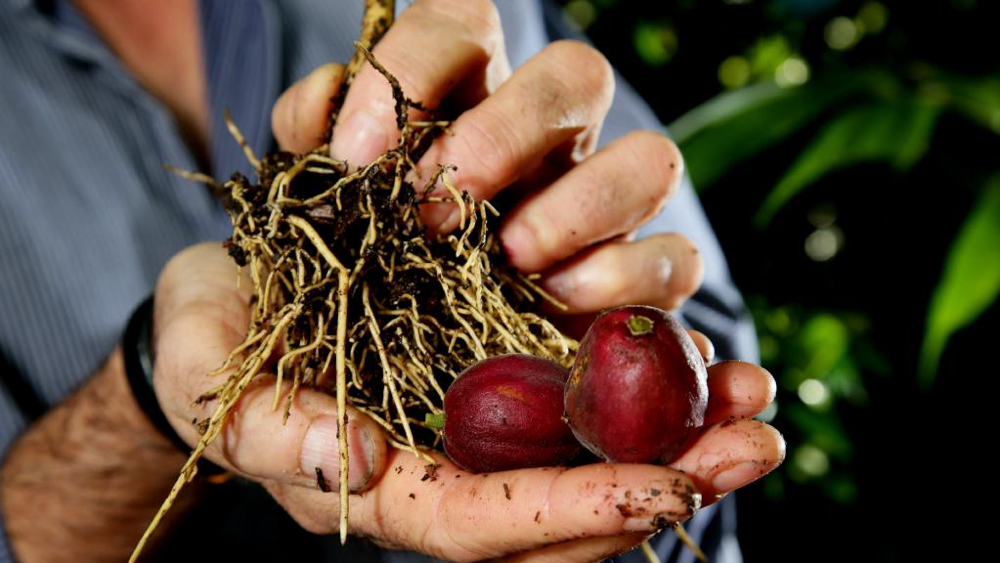 Aussie Pure Blushwood Berry EBC–46 120mL Tincture