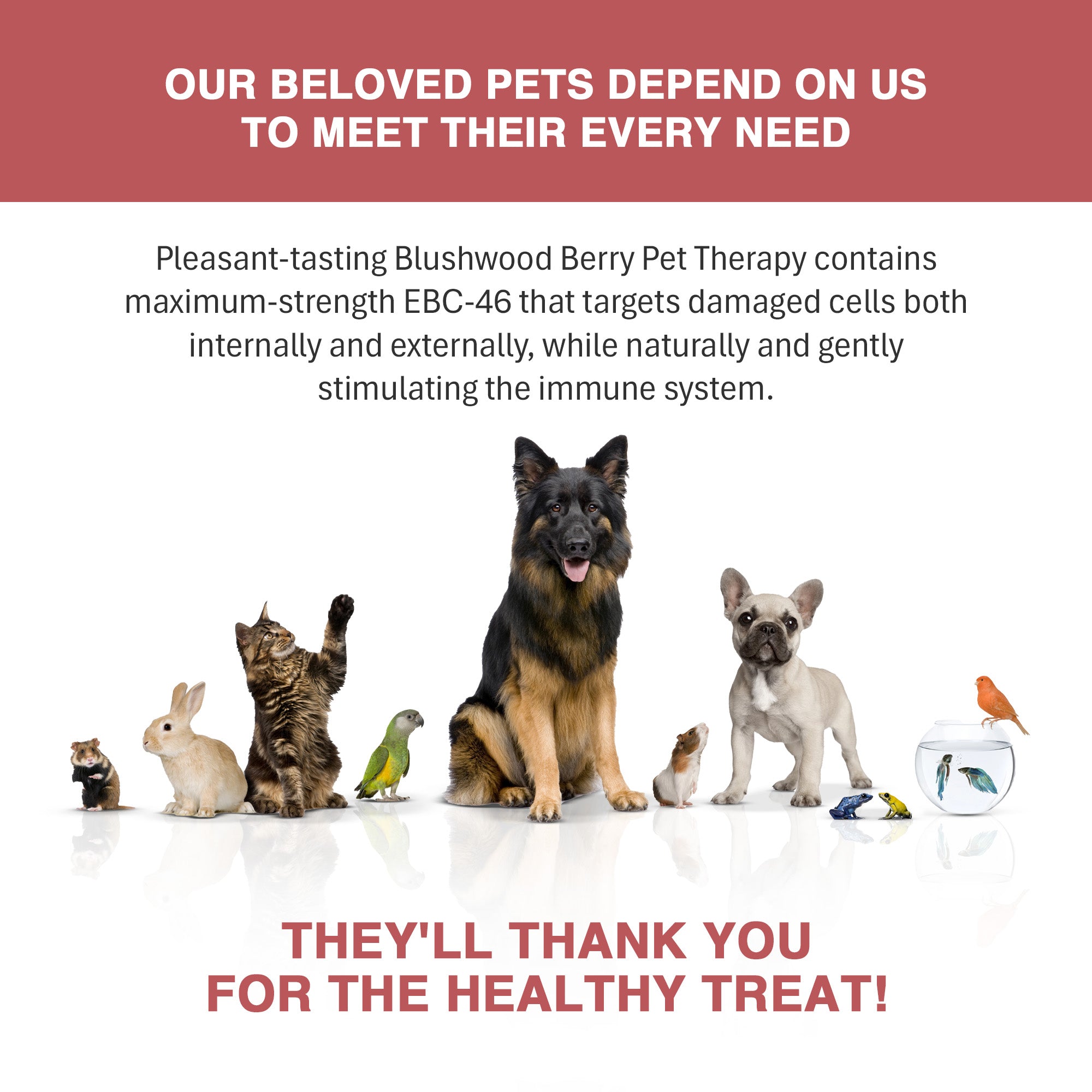 Blushwood Berry EBC-46 Pet Therapy Maximum Strength Tincture