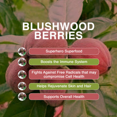 aussie pure blushwood berry ebc46 blushwood berry benefits v4